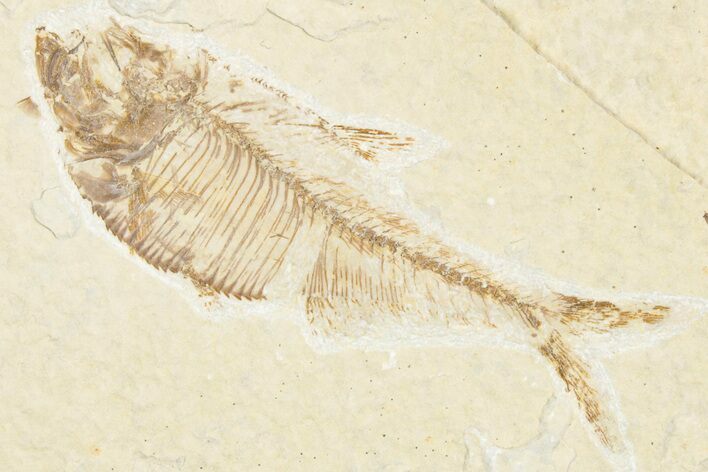 Detailed Fossil Fish (Diplomystus) - Wyoming #357558